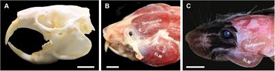 The Better to Eat You With: Bite Force in the Naked Mole-Rat (Heterocephalus glaber) Is Stronger Than Predicted Based on Body Size
